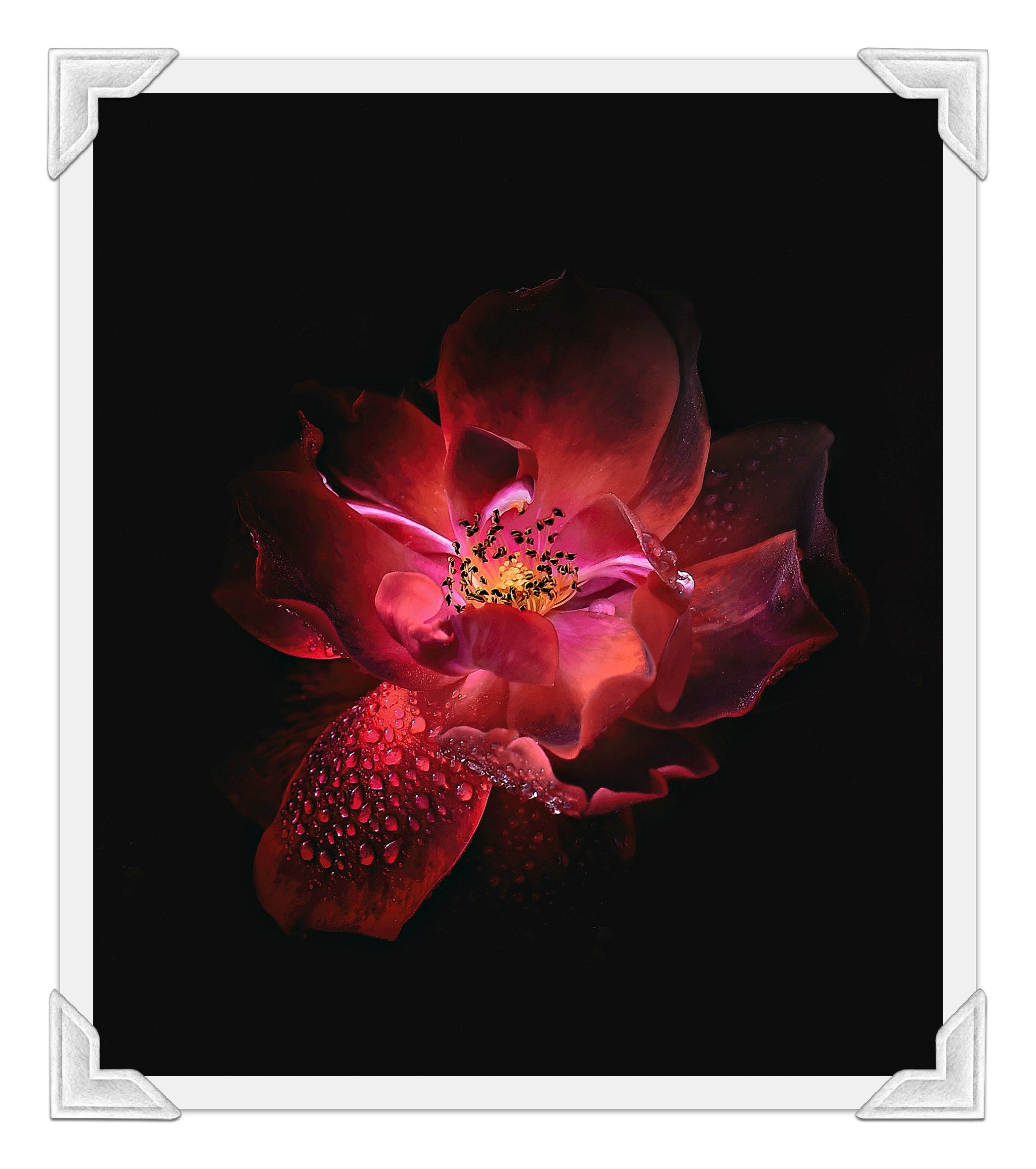 4 Ayurvedic Herbs to Boost Your Libido